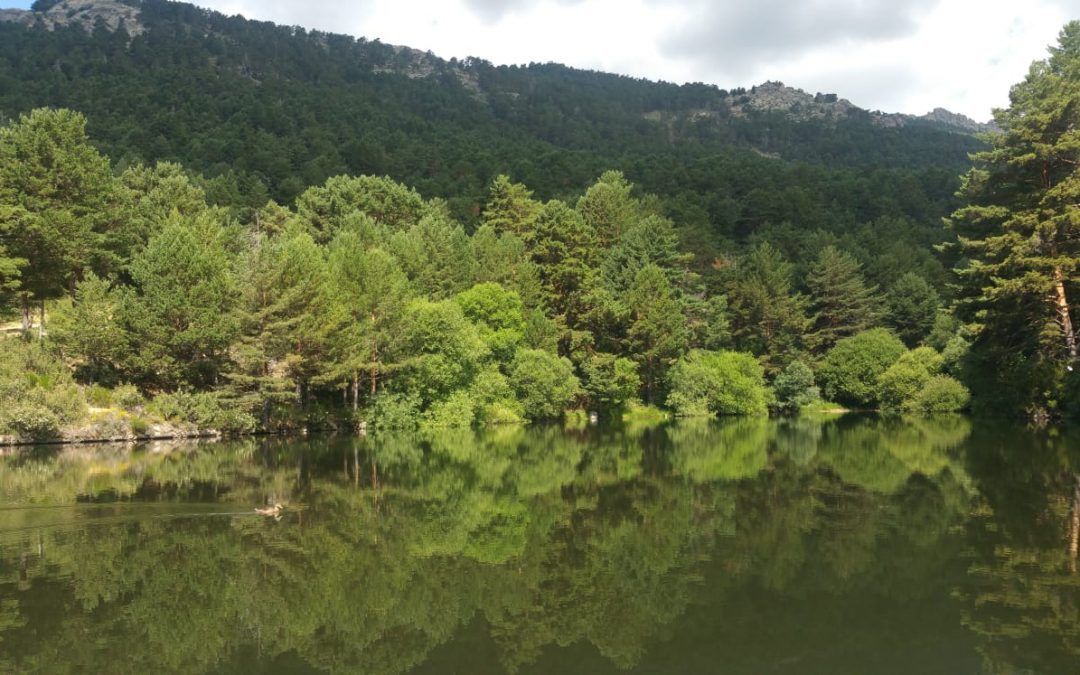 Sumergiéndonos en un baño de bosque – Shinrin Yoku en Guadarrama
